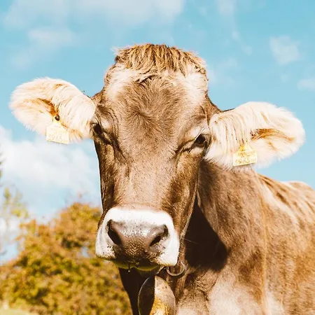 펜션 Almhaus Rinner