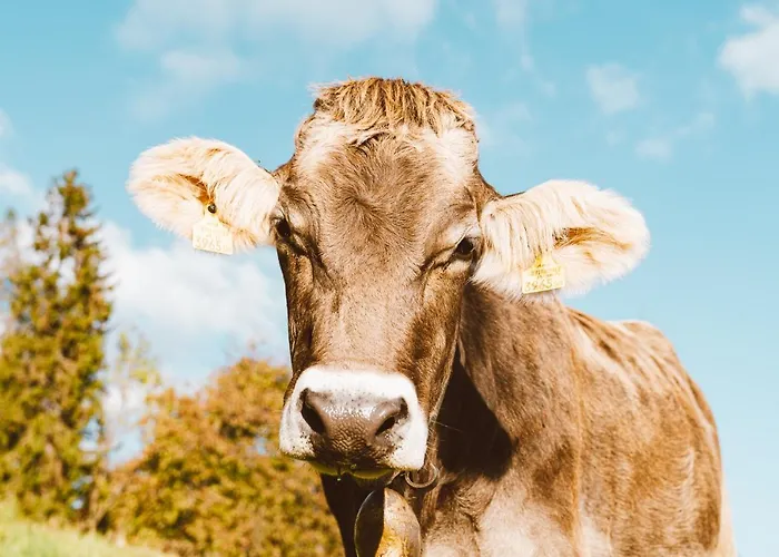 Semesterbostad Almhaus Rinner