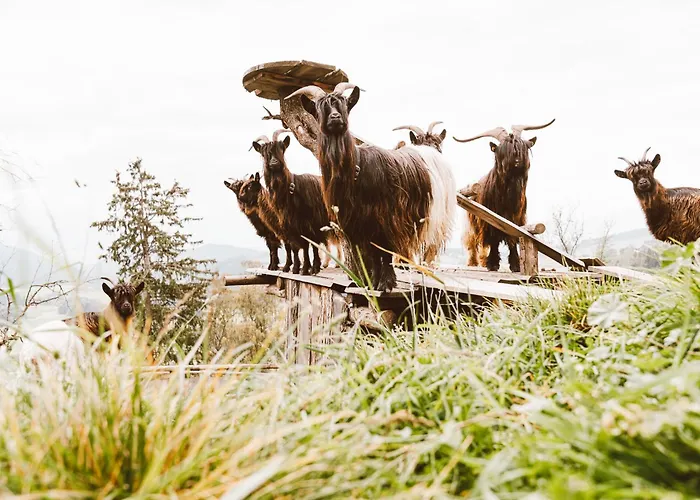 Semesterbostad Almhaus Rinner *